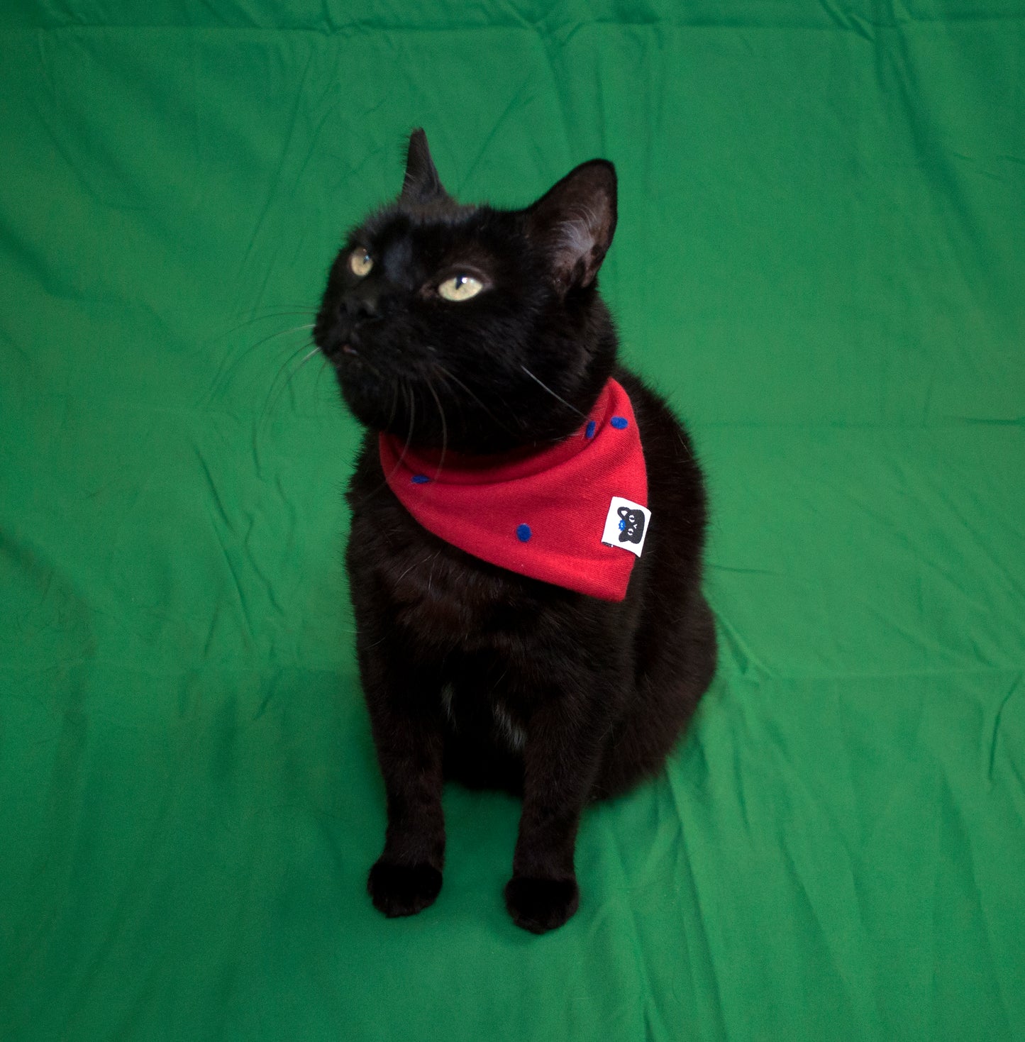 Bomba Stitch Logo Pet Bandana (Red/Blue)