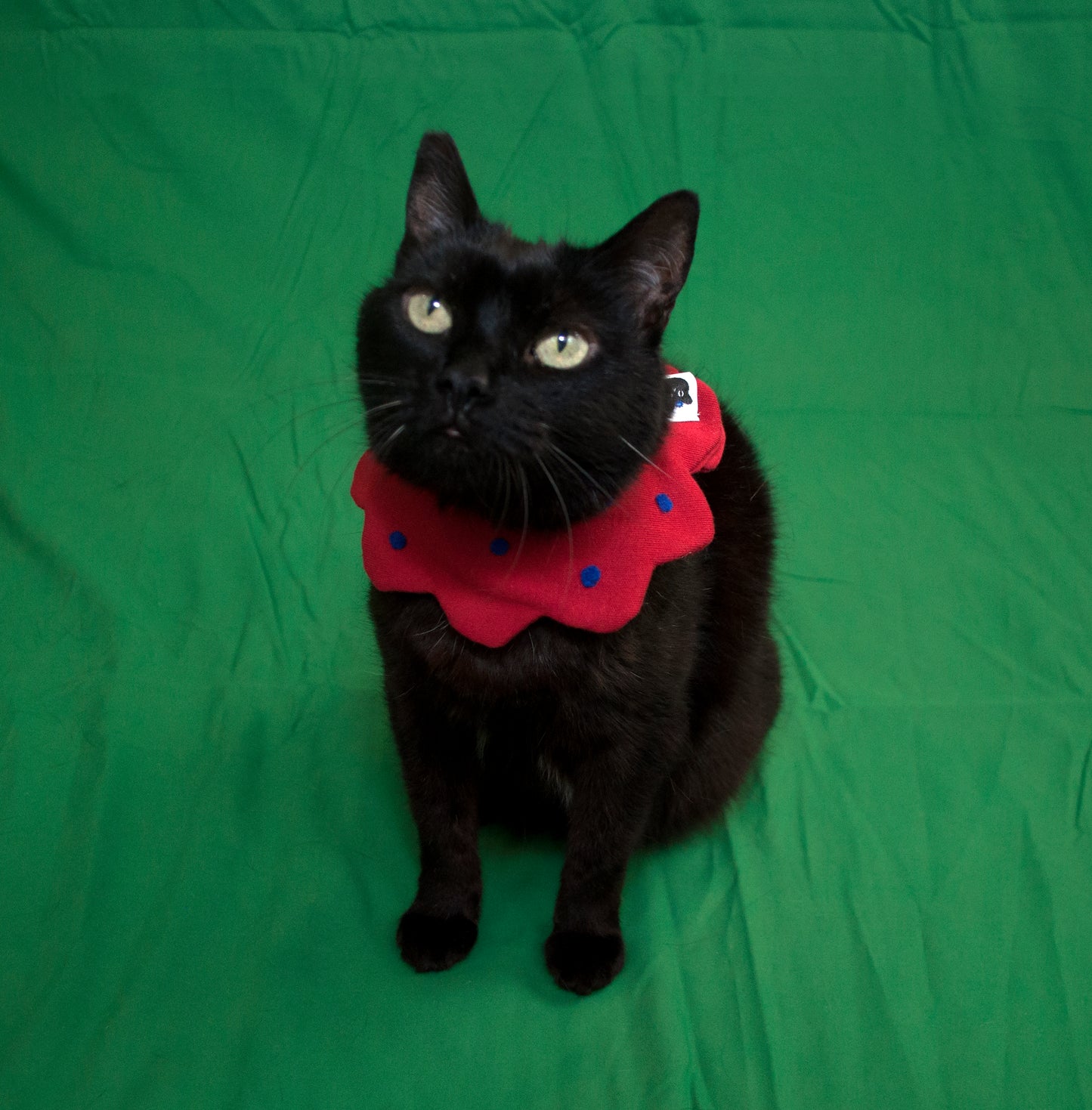 Bomba Stitch Logo Pet Floral Bib (Red/Blue)